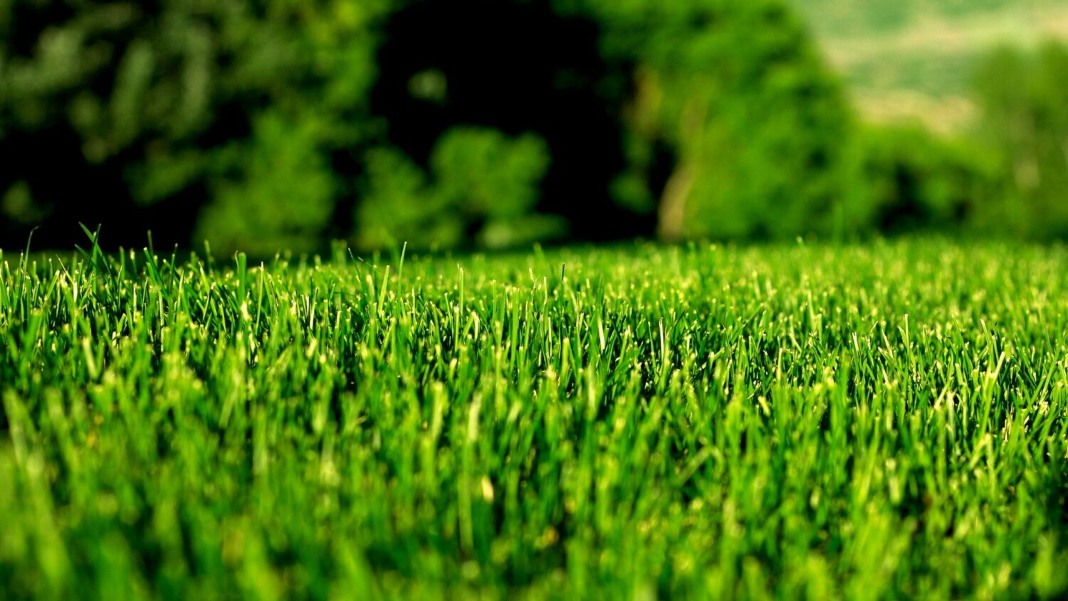 Fertilizer Lush Lawn