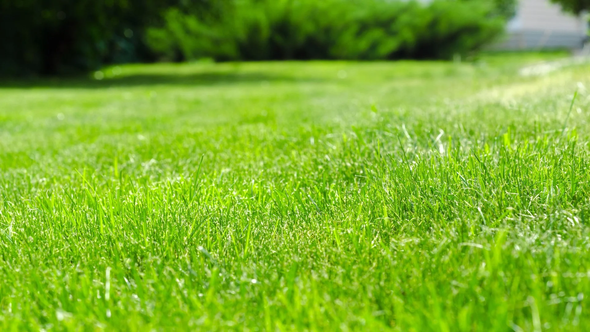 Avoid a Grub Infestation by Investing in Preventative Grub Control!