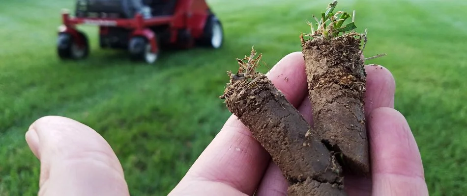 Soil plugs from aerating a lawn in Ann Arbor, MI.