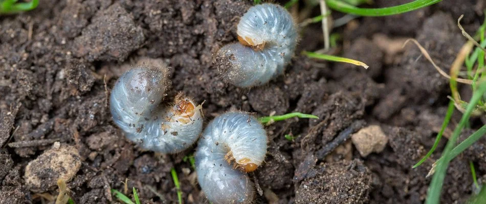 Three grubs in soil in Ann Arbor, MI.