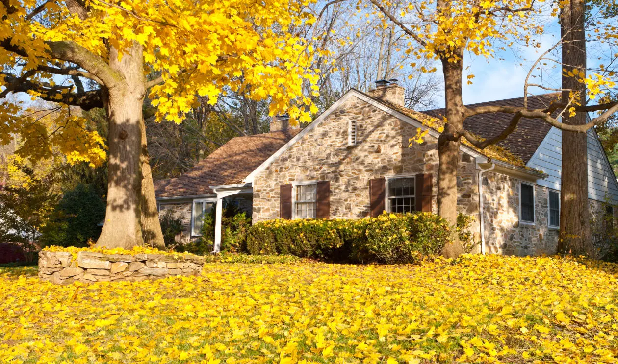 The Benefits of Leaf Removal for Your Lawn and Landscape