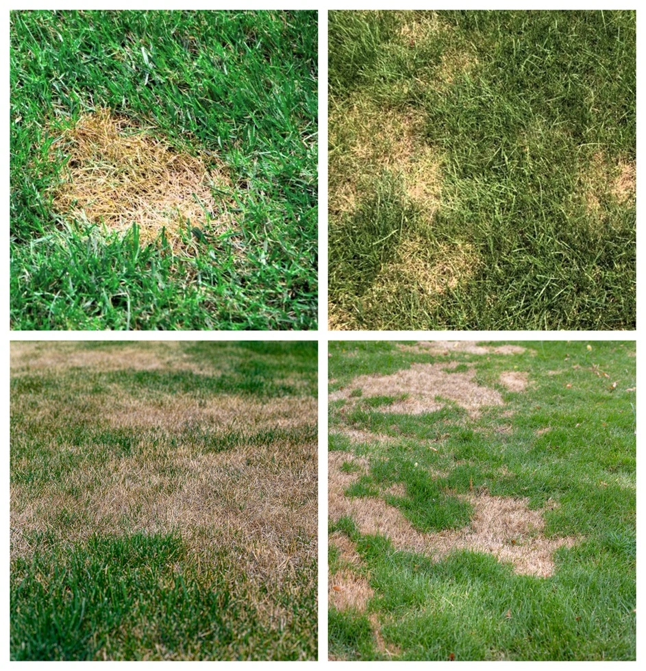 How Fungicide Protects Your Lawn