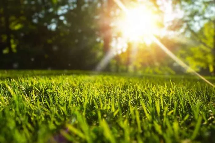 Summer Lawn Care Tips to Help Your Lawn Beat the Heat