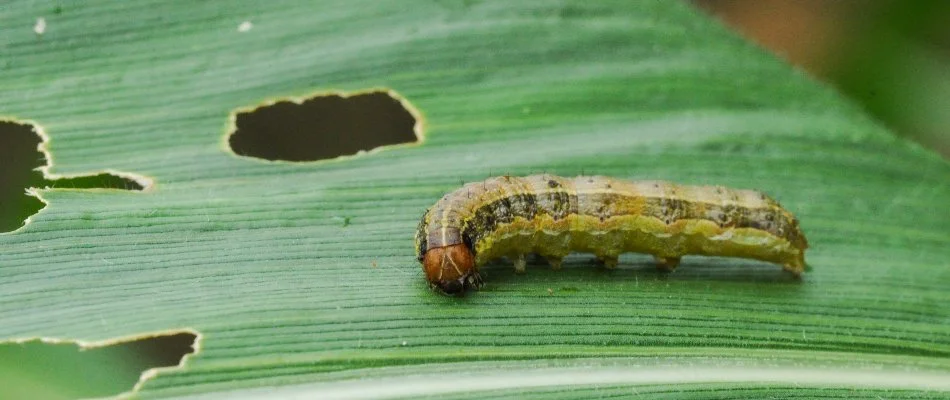 Armyworm in Ann Arbor, MI, feeding on a grass blade.