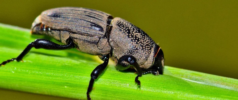Billbug on a green grass stem in Ann Arbor, MI.