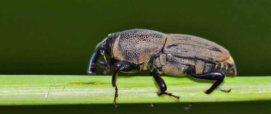 Billbug on green stem in Ann Arbor, MI.