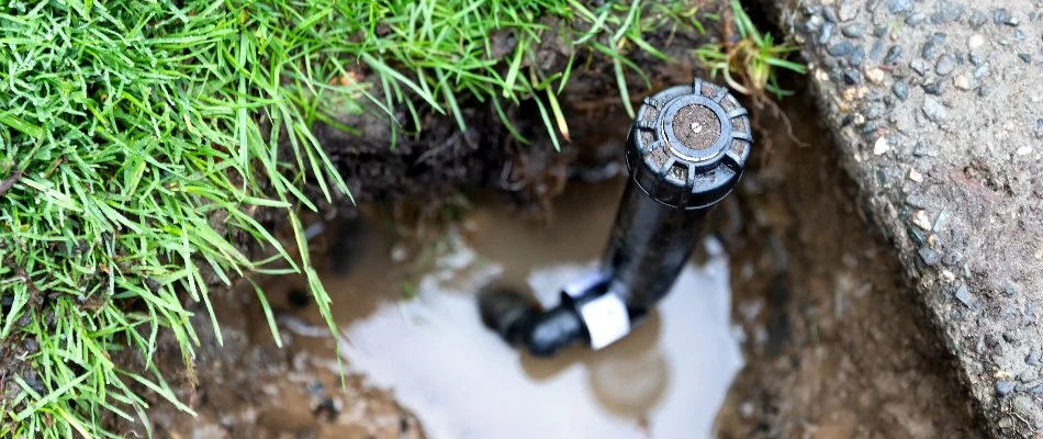 Broken sprinkler head with a puddle in Ann Arbor, MI.