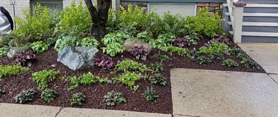 Brown mulch and plants in a landscape bed in Ann Arbor, MI.