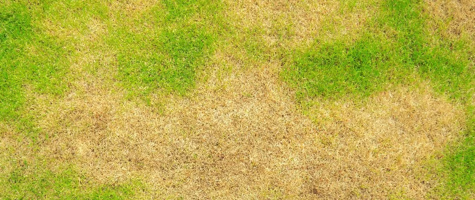 Brown patches spreading across a lawn in Ann Arbor, MI.