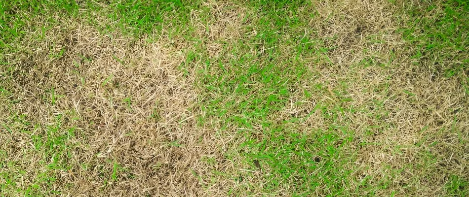 Brown spots on a lawn in Ann Arbor, MI.