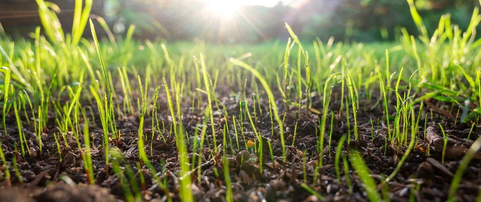 Closeup of new grass growth in soil in Ann Arbor, MI.