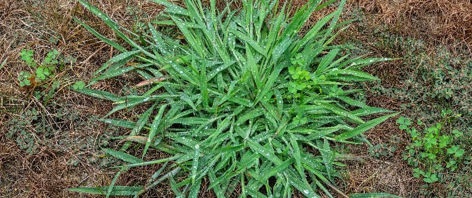 Crabgrass weed in Ann Arbor, MI.