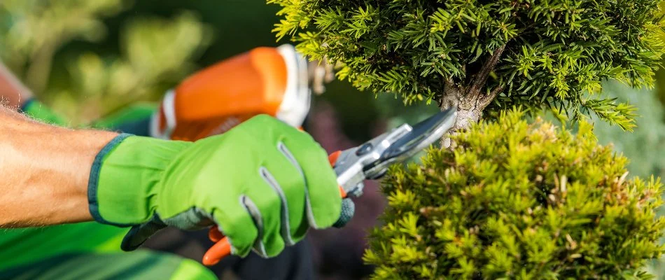 Trimming a plant in Salem Township, MI.
