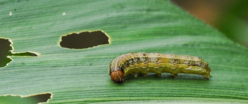 Damaged grass blade in Ann Arbor, MI, with an armyworm.