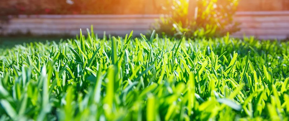 Dense green grass in Whitmore Lake, MI.