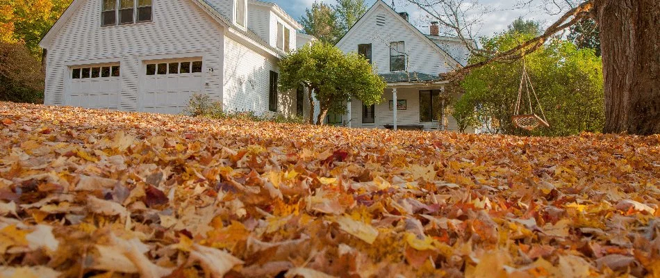 Dry leaves outside a house in Ann Arbor, MI.