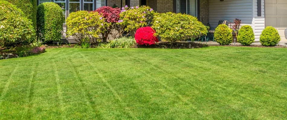Freshly mowed grass in Ann Arbor, MI.