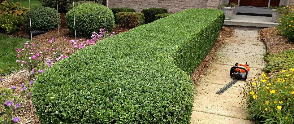 Freshly trimmed hedge in Ann Arbor, MI.