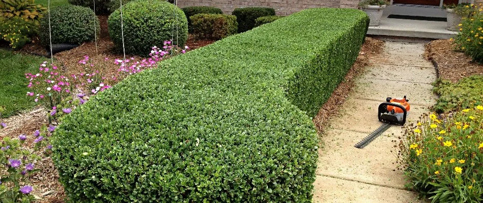 Freshly trimmed shrub in Ann Arbor, MI.
