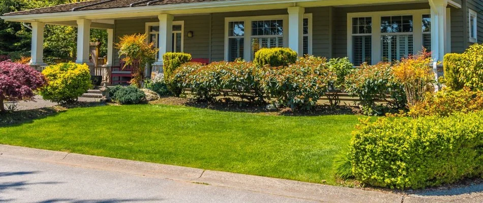 Front yard lawn in Salem Township, MI, with shrubs.
