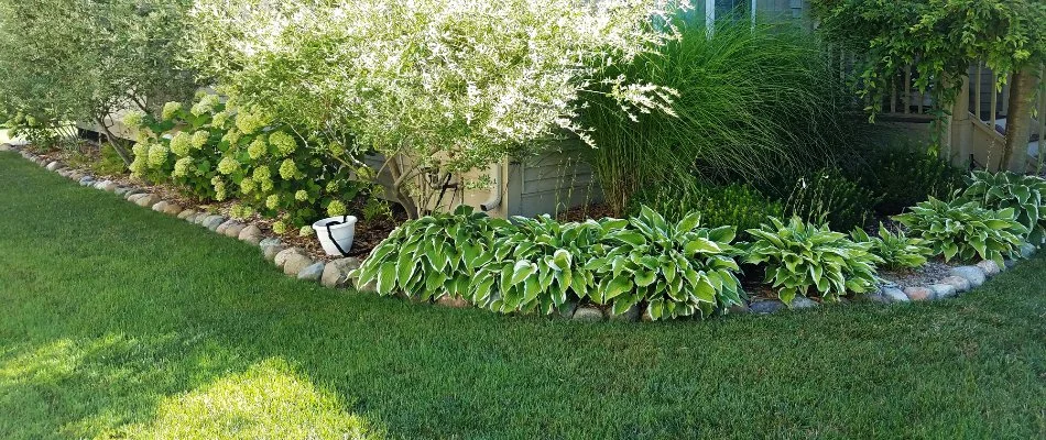 Grass along a landscape bed with plants in Ann Arbor, MI.