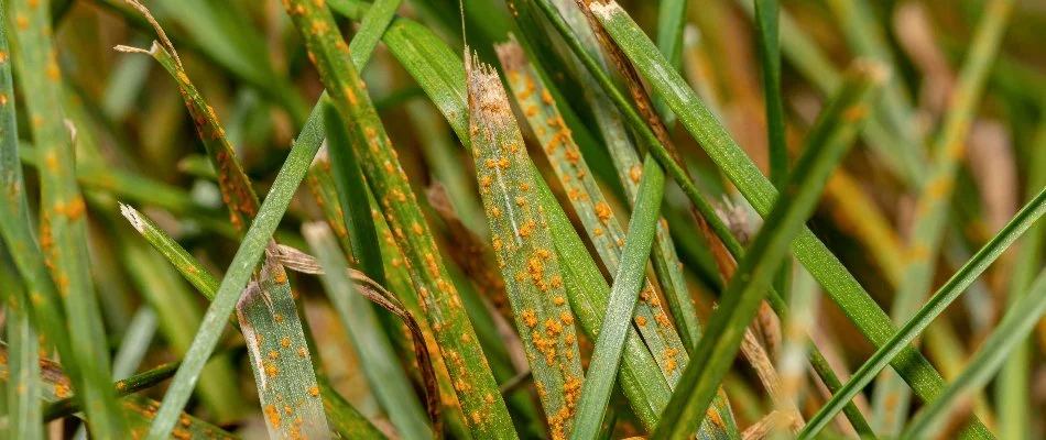 Grass blades in Ann Arbor, MI, with rust.