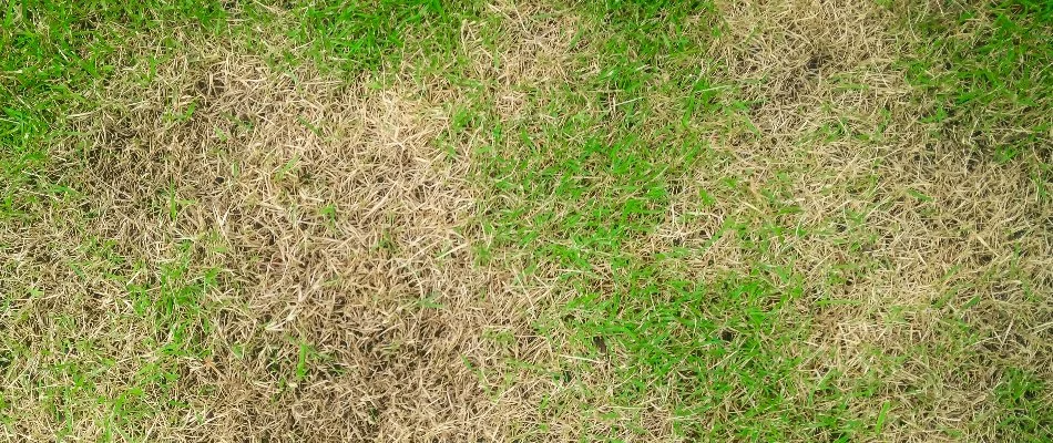 Grass in Ann Arbor, MI, with brown spot disease.