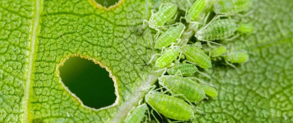 Green aphids along a plant leaf in Ann Arbor, MI.