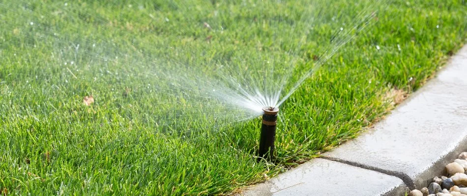 Green grass in Hamburg Township, MI, with sprinkler head.