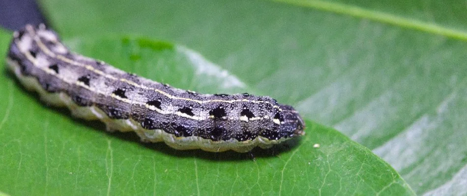 Green leaf with a cutworm in Ann Arbor, MI.