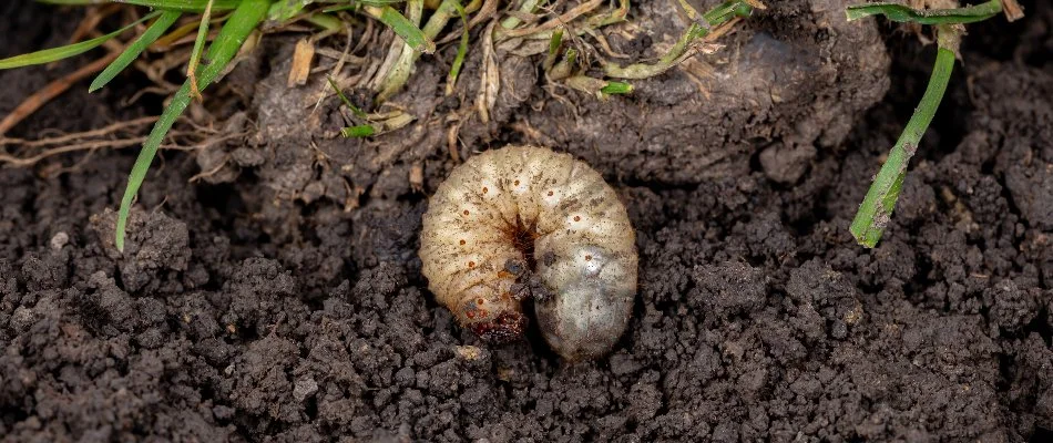 Grub in soil in Ann Arbor, MI.