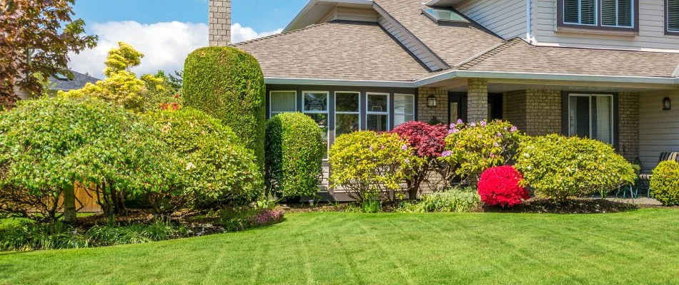 Healthy green shrubs by a house in Ann Arbor, MI.