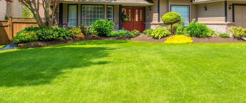 Healthy lawn in Scio Township, MI, and manicured landscaping with plants.