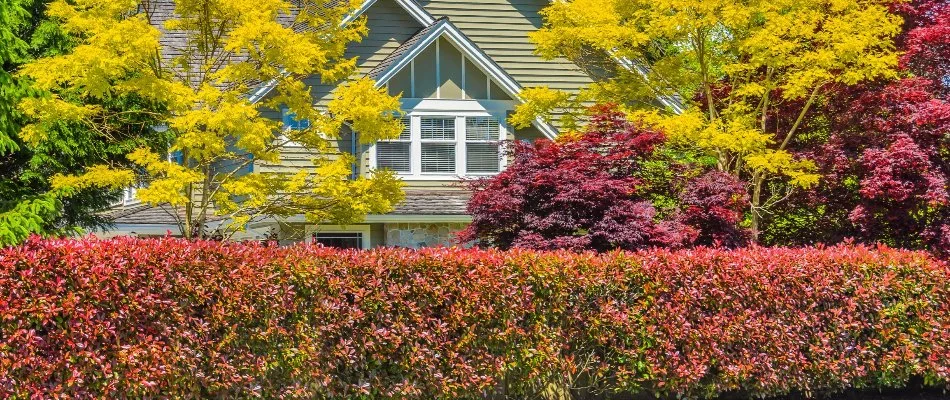 House in Whitmore Lake, MI, with trees and shrubs with fall foliage.