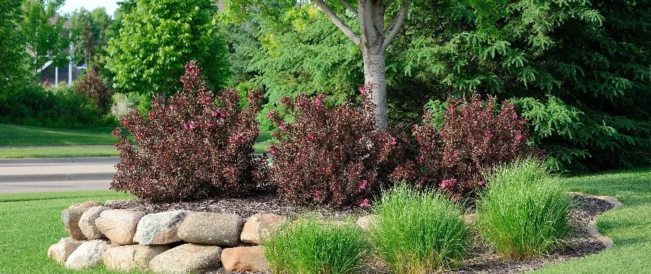 Landscape bed with tree and shrubs in Scio Township, MI.