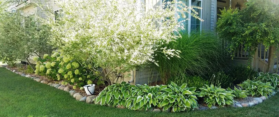 Landscape bed in Ann Arbor, MI, with lush, green plants.