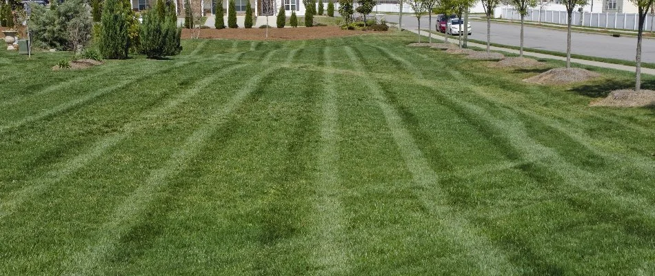 Large lawn area in Ann Arbor, MI, with mowing stripes.