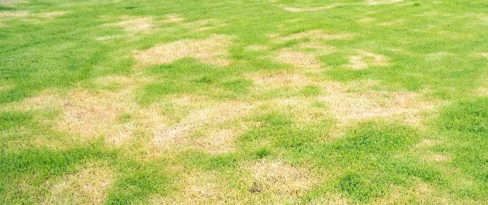 Lawn in Ann Arbor, MI, with brown patch disease.