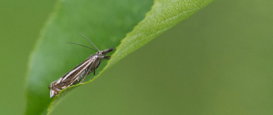Leaf in Ann Arbor, MI, with a sod webworm.