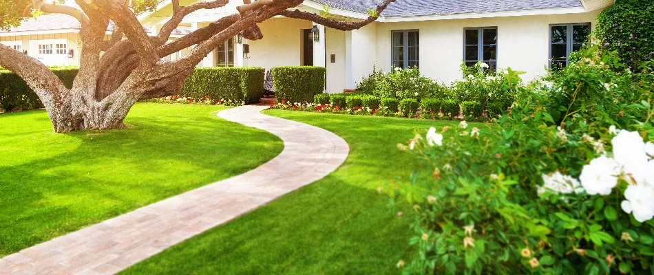 Lush green lawn in Saline, MI, with large tree and some shrubs.