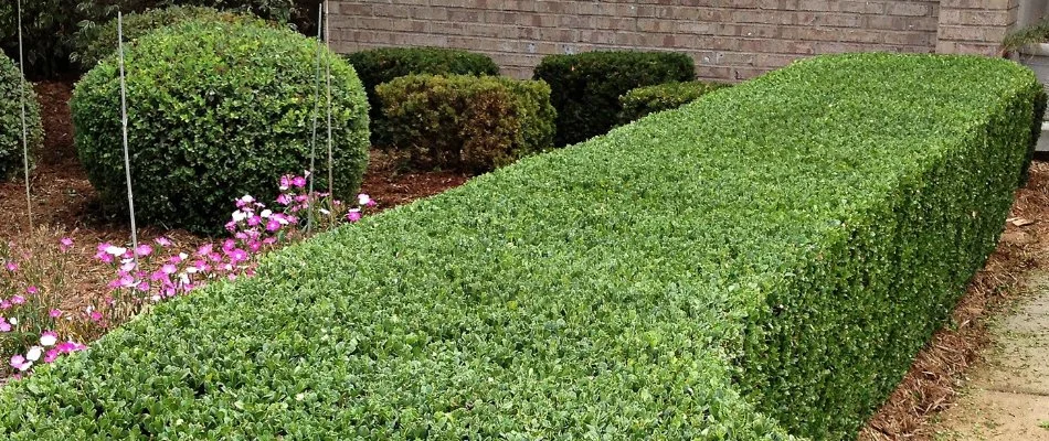 Newly trimmed hedge and shrubs in Ann Arbor, MI.
