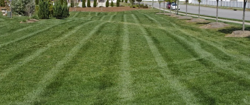 Mowed grass with striping along a road in Whitmore Lake, MI.