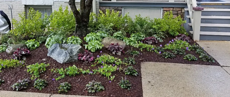 Mulch and plants in a landscape bed in Ann Arbor, MI.