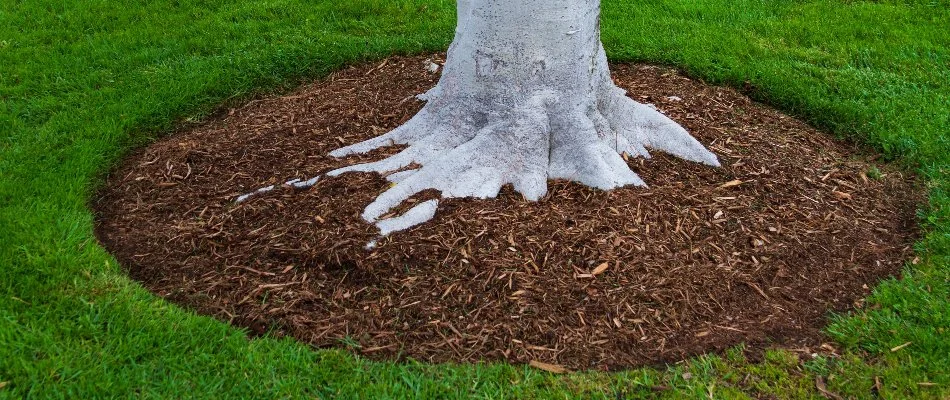 Mulch around a tree in Ann Arbor, MI.