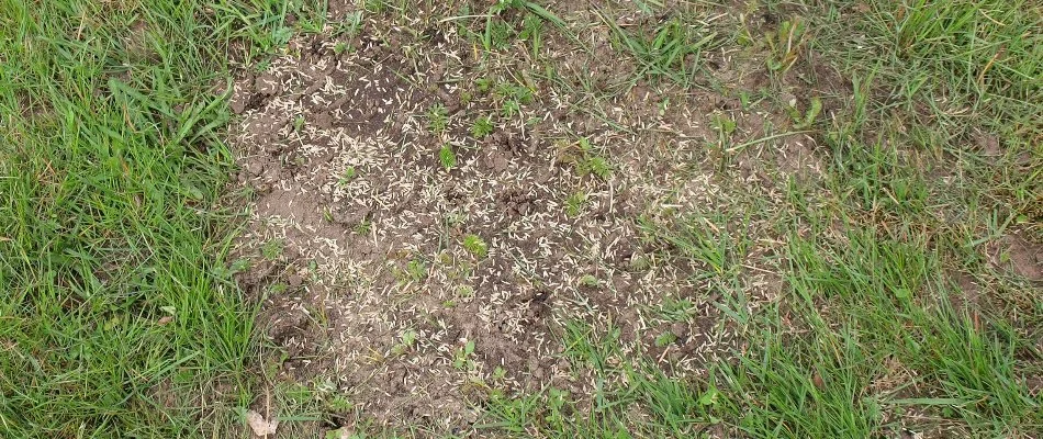 Patchy lawn in Ann Arbor, MI, with grass seeds.