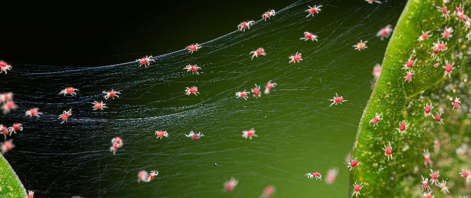 Plant in Ann Arbor, MI, with red spider mites on webbing.