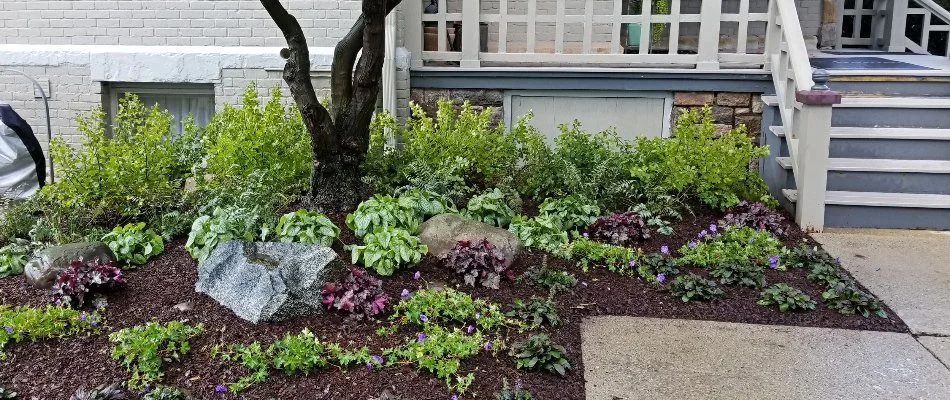 Plants, rocks, and a tree in a mulched landscape in Dexter, MI.