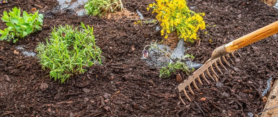 Raking mulch in a landscape bed in Canton, MI.