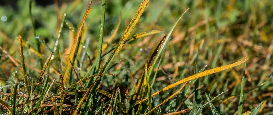 Grass blades in Ann Arbor, MI, with rust disease.
