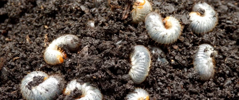 Several grubs on the soil in Ann Arbor, MI.